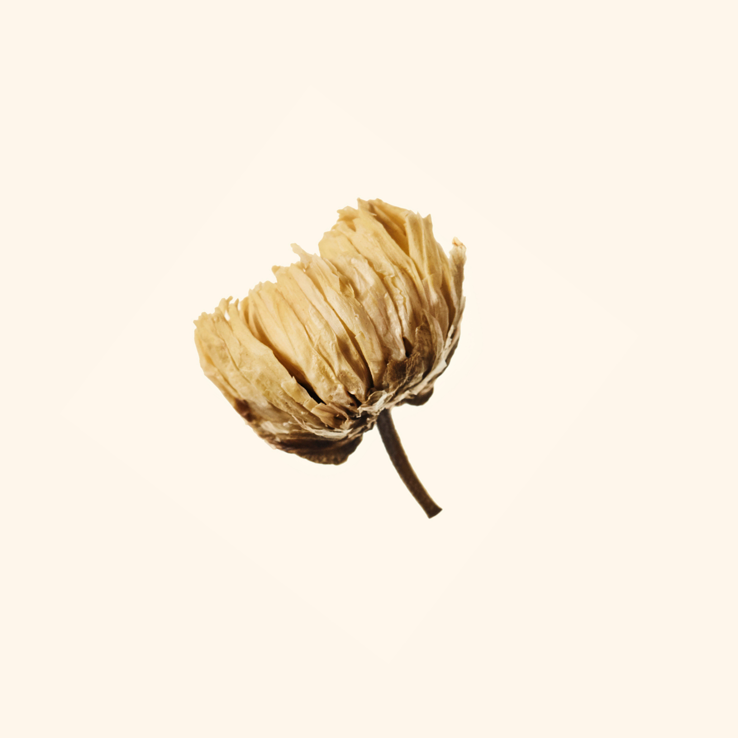 Double Chrysanthemum