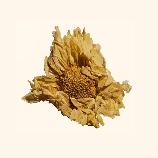 Double Chrysanthemum