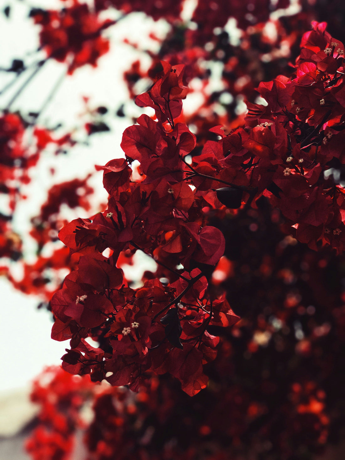You Can Have Normal Iron Levels and Still Feel Depleted: What Postpartum Women Need to Know About Blood in Traditional Chinese Medicine