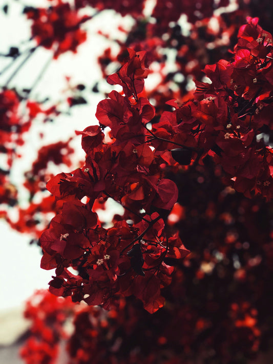 You Can Have Normal Iron Levels and Still Feel Depleted: What Postpartum Women Need to Know About Blood in Traditional Chinese Medicine