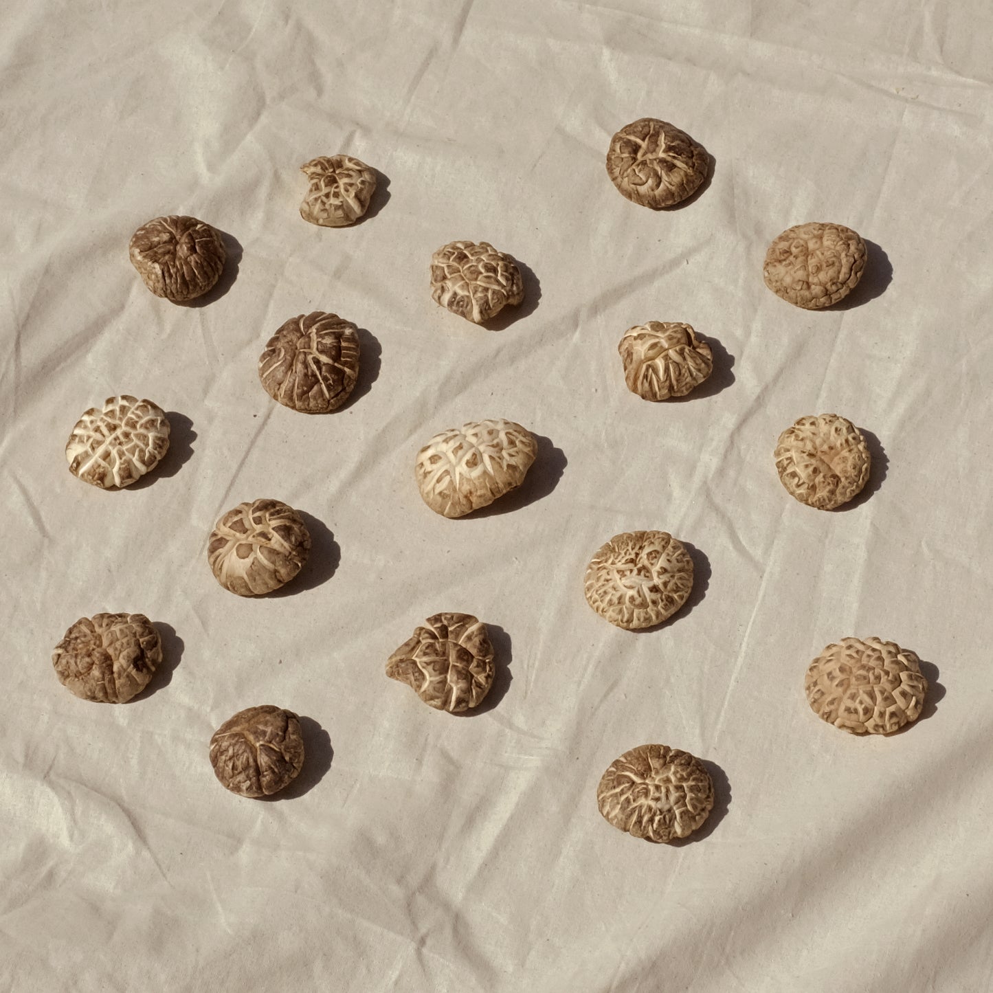 Shiitake mushrooms laid out evenly. Image 2