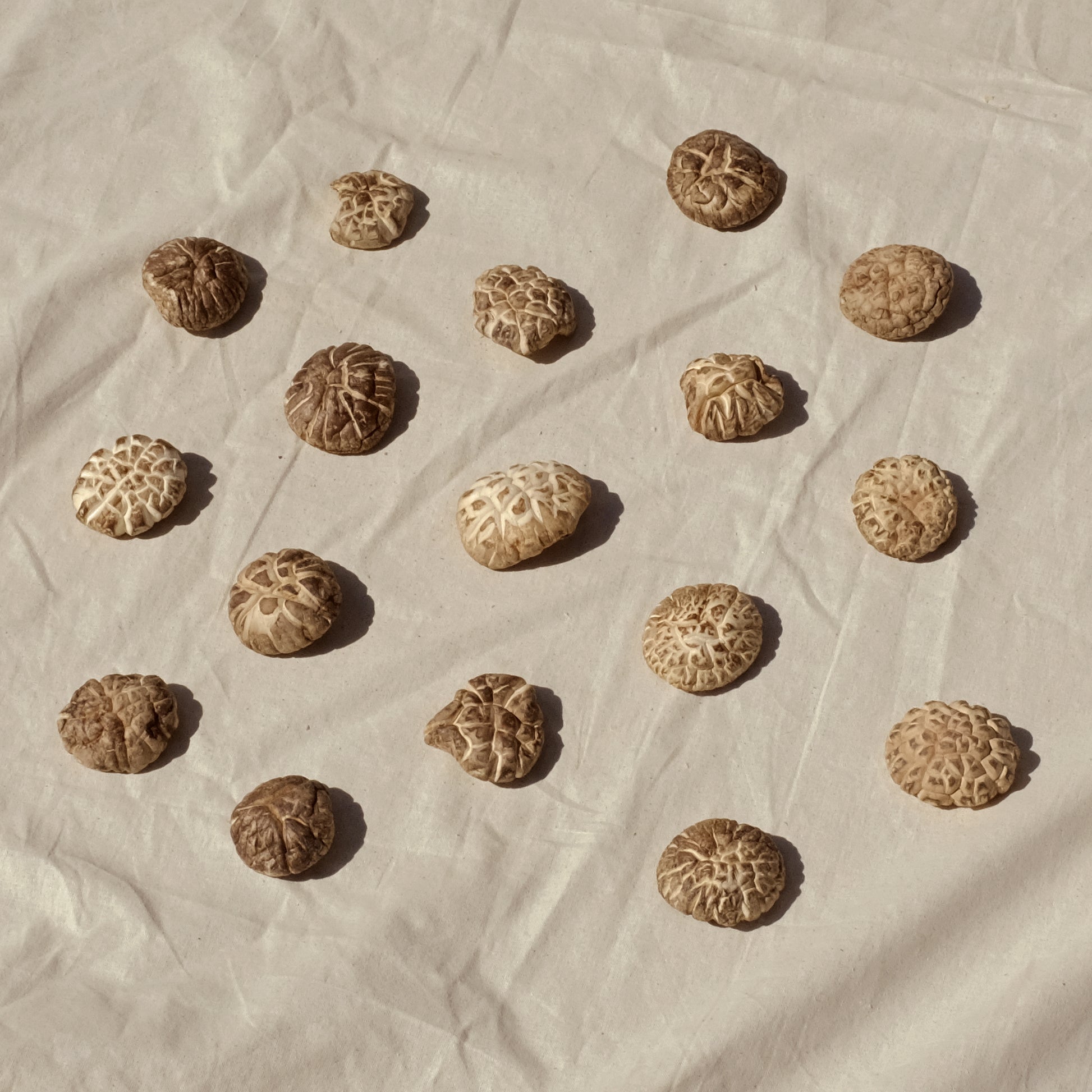 Shiitake mushrooms laid out evenly. Image 2